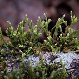 Hedwigia (white-tipped moss)